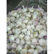 2019 Hot Sale Normal White Garlic